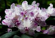 Rhododendron, Rhodoendron macrophyllum